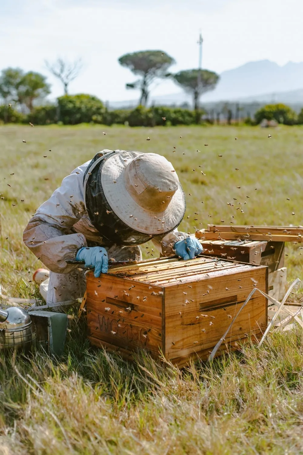 Winter Work for Spring Gold: Plums, Pollination, and Oil Filters