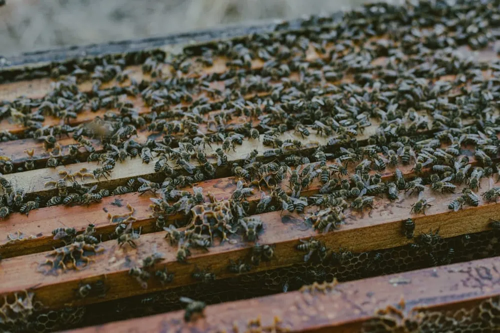 Beekeeping Stewardship in the Cape